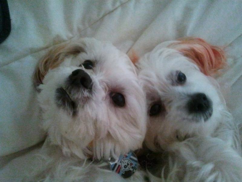 Bobby & Molly - Our Doggies